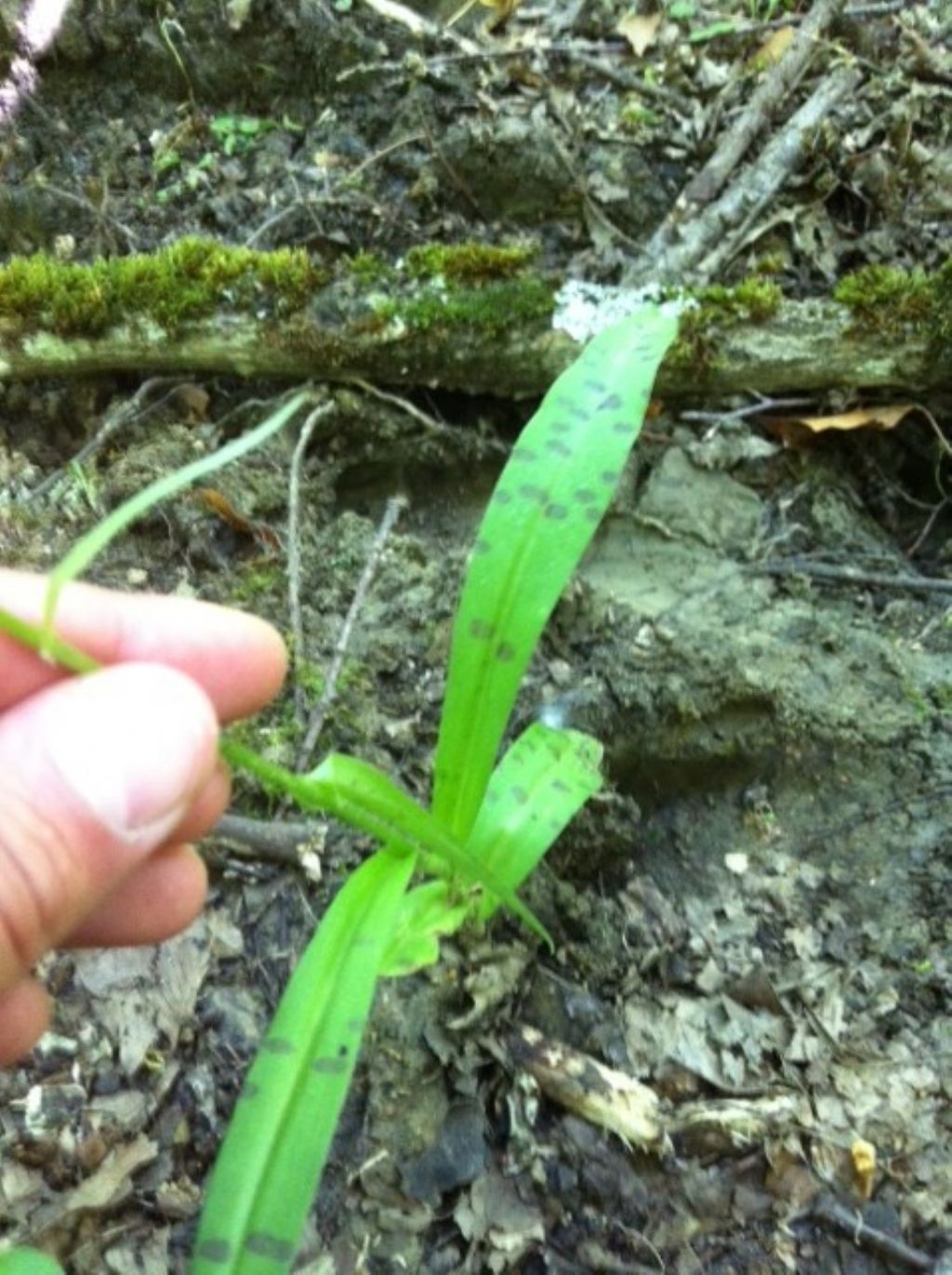 Dactylorhiza maculata